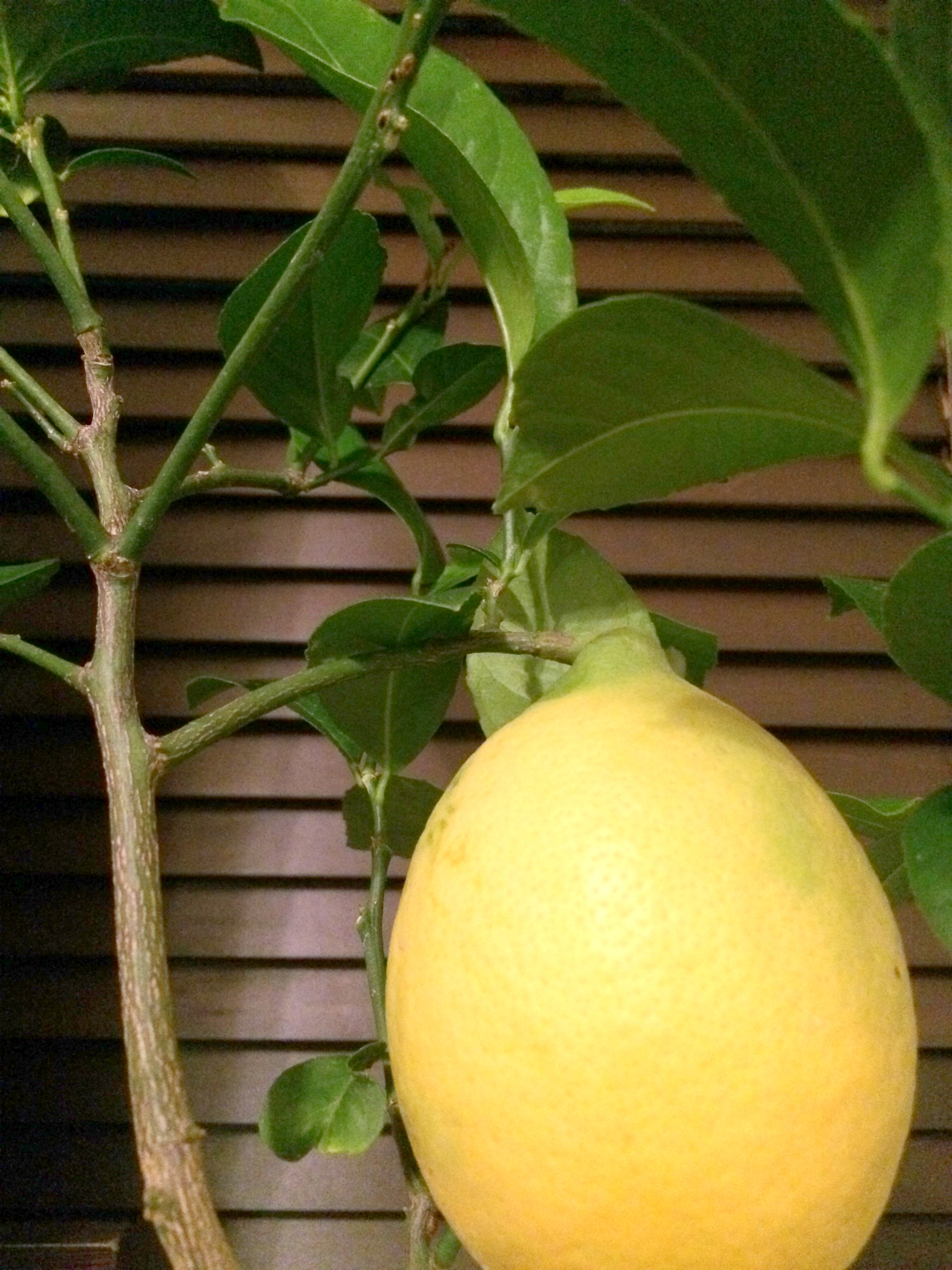 我が家の新入り レモンの木を買いました カンカンライフ